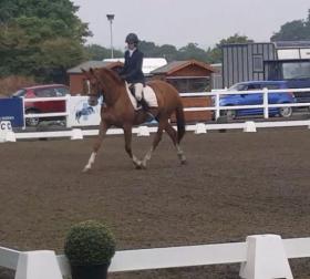 Advertise your Dressage Horse for sale