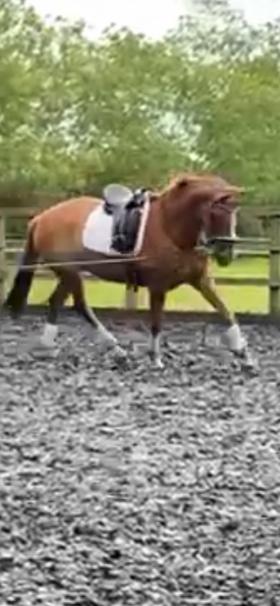 For sale: Stunning Dressage Mare