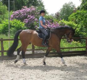 For sale: Beautiful dressage/allrounder gentleman