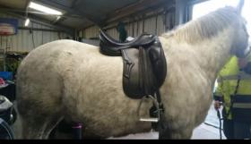 Dressage Saddles for sale